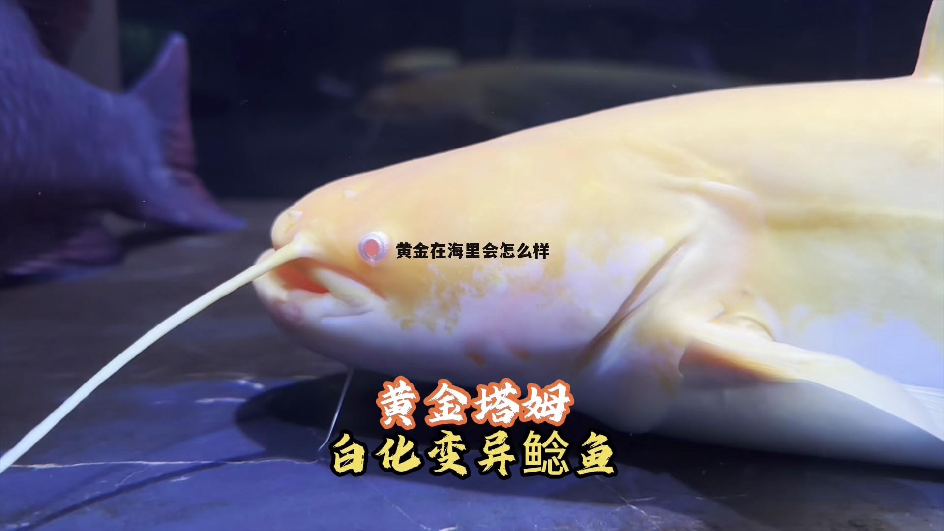 黄金放在海水里会怎样 黄金在海里会怎么样